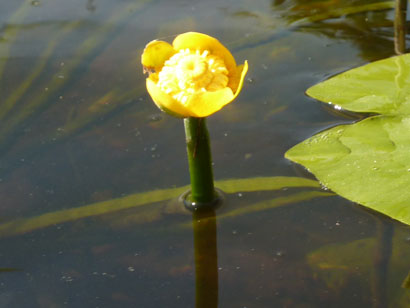 3seerose
